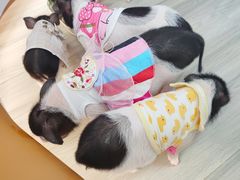 -猪盟咖啡店(玖洲道店)