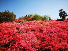 -木兰云雾山