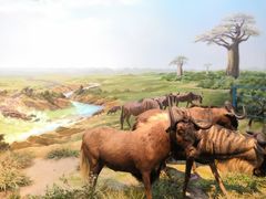 -陕西自然博物馆