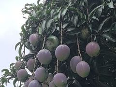 -云溪植物园