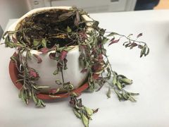 -双季花艺园艺市场(浦东店)