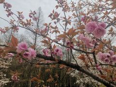 -杭州植物园