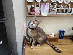 -猫色咖啡·猫咖