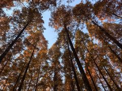 -黄海国家森林公园