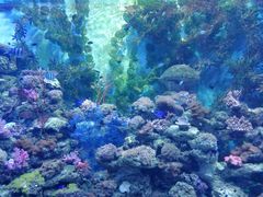 -芜湖新华联大白鲸海洋公园