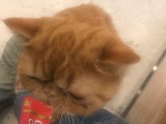 -飞行喵MR PILOT|猫舍·猫咖(静安大融城店)