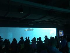 -北戴河圣蓝海洋公园