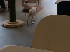 -飞行喵MR PILOT|猫舍·猫咖(静安大融城店)