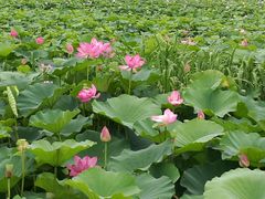 -荷塘月色湿地公园·向阳花洲