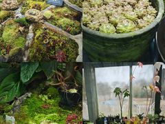 -国家植物园南园