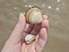 -启东黄金海滩景区