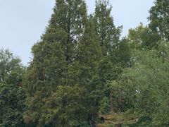 -杭州植物园