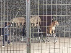 -贵州森林野生动物园