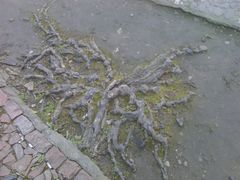 -绮园景区