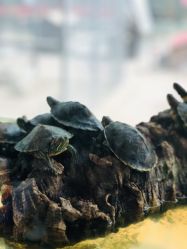 -上美四季动物农场