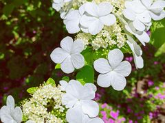 -广富林郊野公园