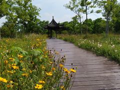 -南湖湿地公园