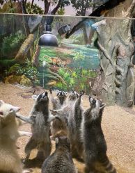 -Zoolung Zoolung动物主题公园(海信广场店)