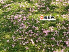 -西安青龙寺遗址景区