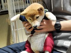 -逗柴咖啡屋·狗咖猫咖宠物桌游