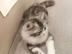 -飞行喵MR PILOT|猫舍·猫咖(静安大融城店)