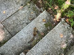 -汤旺河林海奇石景区