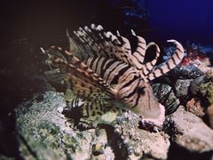 -鹿儿岛水族馆