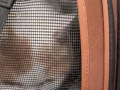 -宠爱国际动物医院· 猫科· 外科·中兽医(长白店)