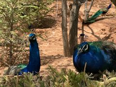 -青藏高原野生动物园