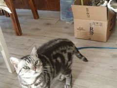 android_upload_pic-海边的猫和咖啡馆