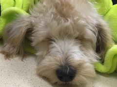 -艾贝尔宠物医院 ·内科全科(梁溪路店)