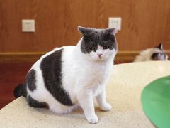 -MOCHA明星猫咖(田子坊店)