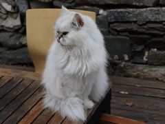 -喵屿·大理花园猫咖