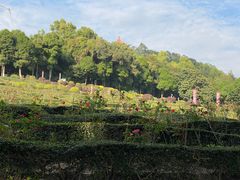 -紫马岭公园