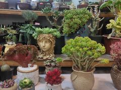 -双季花艺园艺市场(浦东店)