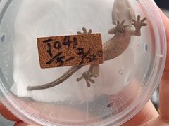 -酷以爬仙阁实体爬宠店·守宫·蜥蜴·专业繁育