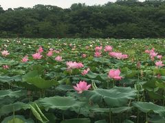 -盘龙城国家考古遗址公园