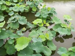 -纪念孙中山市政公园