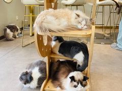 -飞行喵MR PILOT|猫舍·猫咖(静安大融城店)