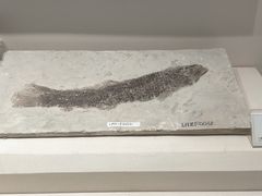 -辽宁古生物博物馆