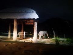 -清迈夜间动物园