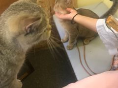 -猫色咖啡·猫咖