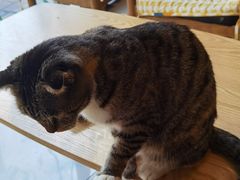 -平行世界·猫咖(首经贸店)