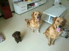 -波姐宠物家庭寄养