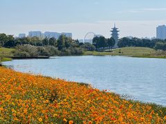-洋湖国家湿地公园