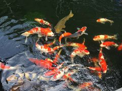 -华庭苑农家乐(旺山店)