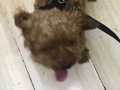 -小龙坎火锅(黄河店)