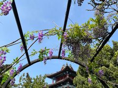 -蓬莱阁景区