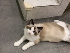 -飞行喵MR PILOT|猫舍·猫咖(静安大融城店)