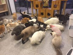 -more than meow吴止猫主题餐厅(承德 中船汇店)